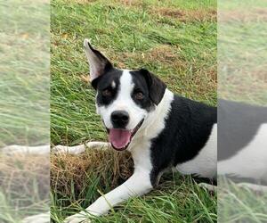 Border Collie-Unknown Mix Dogs for adoption in Drexel, MO, USA