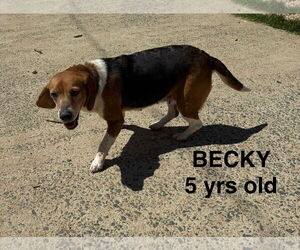 Beagle Dogs for adoption in Woodbury, NY, USA
