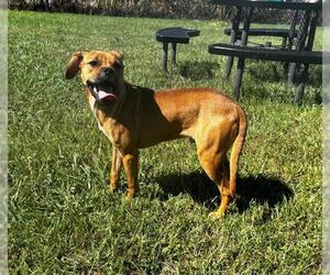 Boxer-Unknown Mix Dogs for adoption in Grovetown, GA, USA