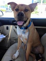Medium Photo #1 Boxer-Unknown Mix Puppy For Sale in Fredericksburg, VA, USA