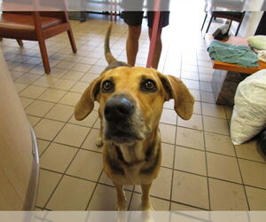 Treeing Walker Coonhound Dogs for adoption in Ocala, FL, USA
