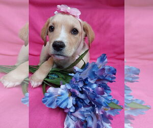 Labbe Dogs for adoption in Sanford, FL, USA