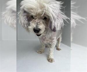 Maltipoo Dogs for adoption in Houston, TX, USA