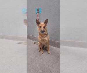 German Shepherd Dog-Unknown Mix Dogs for adoption in Las Vegas, NV, USA