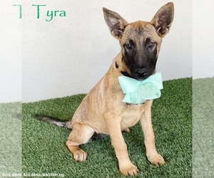 German Shepherd Dog-Unknown Mix Dogs for adoption in San Diego, CA, USA