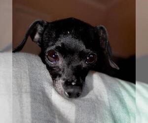 Dachshund Dogs for adoption in Dallas, TX, USA