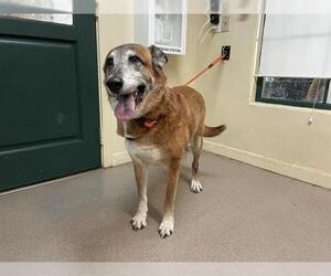 German Shepherd Dog-Unknown Mix Dogs for adoption in Pasadena, CA, USA