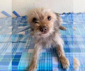 Mutt Dogs for adoption in Los Banos, CA, USA