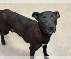 Labrador Retriever-Unknown Mix Dogs for adoption in HESPERIA, CA, USA