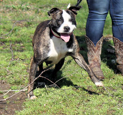 American Bulldog-Unknown Mix Dogs for adoption in Millington, TN, USA