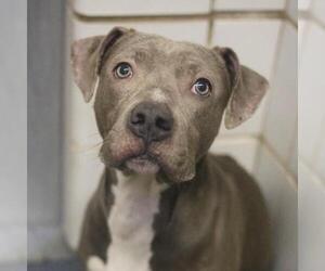 American Staffordshire Terrier-Unknown Mix Dogs for adoption in San Antonio, TX, USA