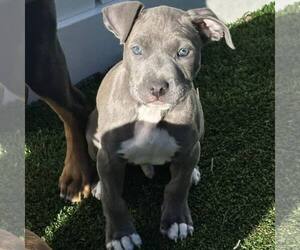 American Staffordshire Terrier-Unknown Mix Dogs for adoption in Newfield, NJ, USA