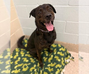 Rottweiler-Unknown Mix Dogs for adoption in Brighton, CO, USA