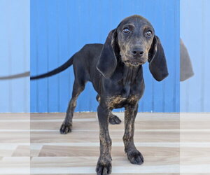 Plott Hound Dogs for adoption in Lakewood, CO, USA