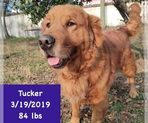 Golden Retriever Dogs for adoption in West Hollywood, CA, USA