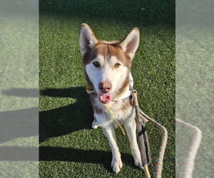 - Mix Dogs for adoption in phoenix, AZ, USA