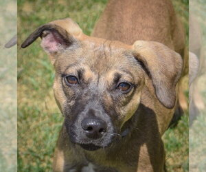 Italian Greyhound-Jack Russell Terrier Mix Dogs for adoption in Huntley, IL, USA