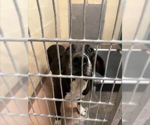 Labrador Retriever-Unknown Mix Dogs for adoption in Texas City, TX, USA