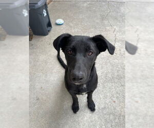 German Shepherd Dog Dogs for adoption in Fremont, CA, USA