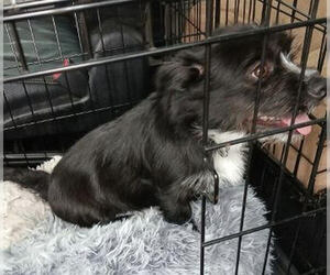 Mutt Dogs for adoption in Mt. Laurel, NJ, USA