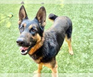 German Shepherd Dog-Unknown Mix Dogs for adoption in Moreno Valley, CA, USA