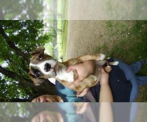 Daug Dogs for adoption in San Antonio, TX, USA