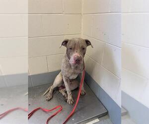 American Pit Bull Terrier-Unknown Mix Dogs for adoption in Corpus Christi, TX, USA