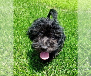 Poodle (Toy)-Unknown Mix Dogs for adoption in Omaha, NE, USA
