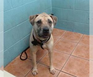 Mastiff Dogs for adoption in Downey, CA, USA