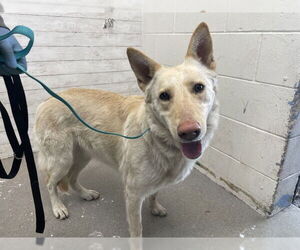 German Shepherd Dog-Unknown Mix Dogs for adoption in San Bernardino, CA, USA