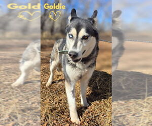 Siberian Husky Dogs for adoption in Monte Vista, CO, USA