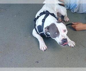 American Staffordshire Terrier Dogs for adoption in Fort Lauderdale, FL, USA