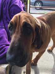 Bloodhound Dogs for adoption in Glen Haven, WI, USA