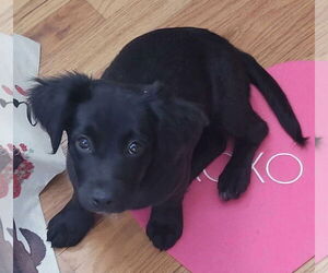 Maltador Dogs for adoption in pomfret, CT, USA