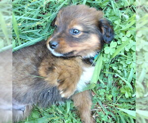 Borador Dogs for adoption in Rutherfordton, NC, USA
