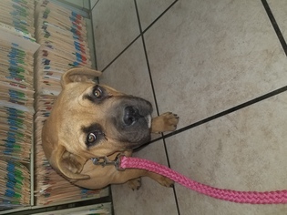 Mastiff Dogs for adoption in Moreno Valley, CA, USA