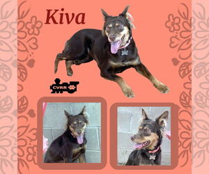 Australian Shepherd-Unknown Mix Dogs for adoption in Lindsay, CA, USA