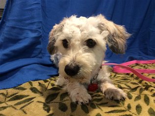 Poodle (Miniature) Dogs for adoption in pomona, CA, USA