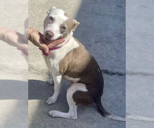 Greyhound-Unknown Mix Dogs for adoption in Fort Pierce, FL, USA