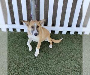 Huskies -Unknown Mix Dogs for adoption in Modesto, CA, USA