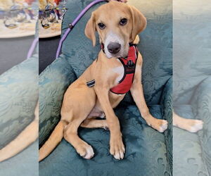 Labrador Retriever-Unknown Mix Dogs for adoption in Mundelein, IL, USA