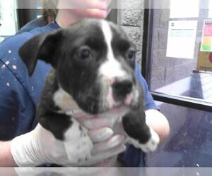 American Pit Bull Terrier-Unknown Mix Dogs for adoption in Tulsa, OK, USA