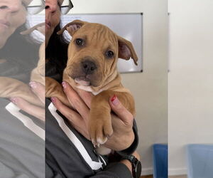 Mutt Dogs for adoption in Fort Collins, CO, USA