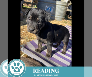 Golden Retriever-Plott Hound Mix Dogs for adoption in Kimberton, PA, USA