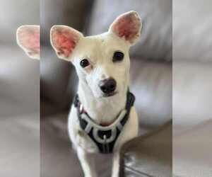 Chihuahua-Unknown Mix Dogs for adoption in Sandy, UT, USA