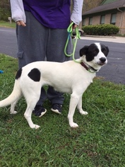 Border Collie Dogs for adoption in Batavia, OH, USA