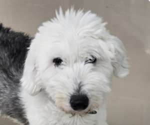 Mutt Dogs for adoption in San Ramon, CA, USA