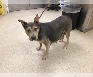 American Pit Bull Terrier-Unknown Mix Dogs for adoption in Riverside, CA, USA