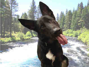 German Shepherd Dog Dogs for adoption in Fairfield, CA, USA