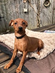 Miniature Pinscher Dogs for adoption in Buffalo, NY, USA
